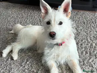 Mixed Breed dogs ❤️🐶 SNOWY – THE SWEETEST LITTLE SOUL - Advert 1
