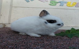 Netherland Dwarf rabbits for sale: Netherland Dwarf babies and adults - Image 11