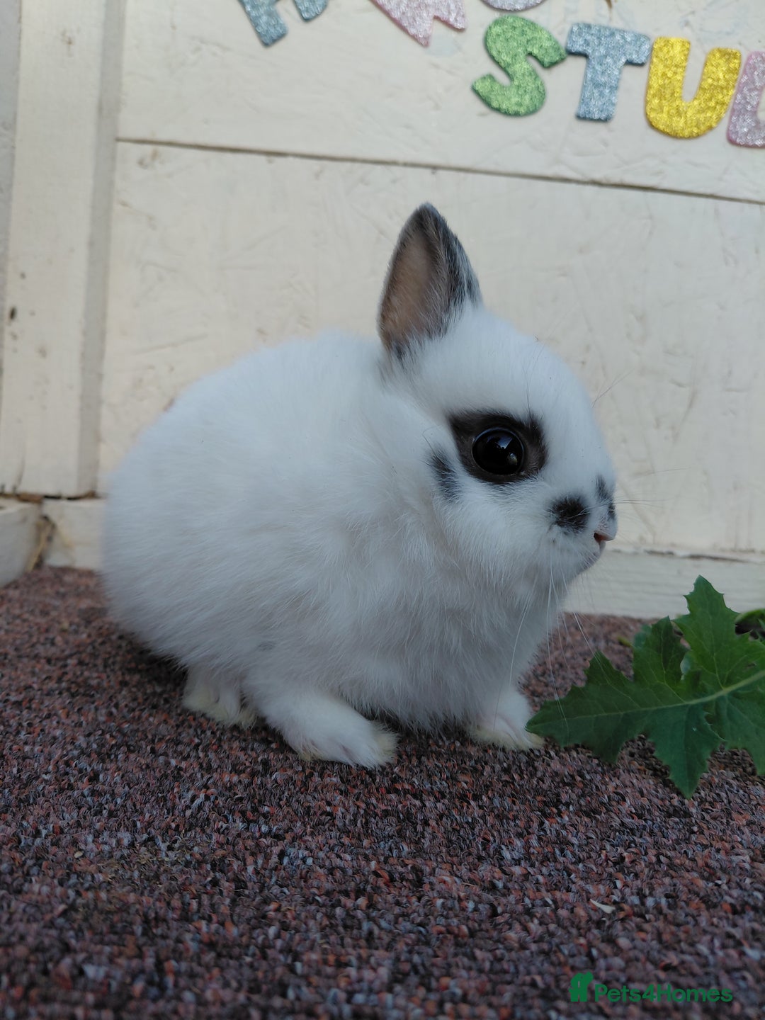 Netherland Dwarf rabbits for sale: Netherland Dwarf babies and adults - Image 11