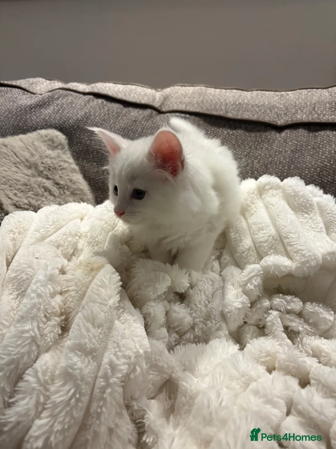 Maine Coon cats for sale: Maine coon kitten Female Snow White  - Advert 2