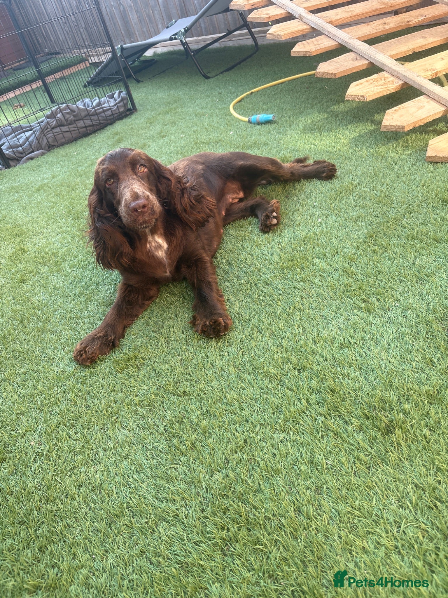 Cocker Spaniel dogs Cocker spaniel  - Advert 1