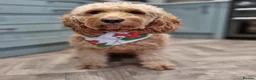 Goldendoodle dogs for sale: Beautiful little girl F1 mini Goldendoodle  - Advert 14