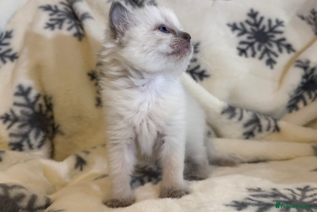 Ragdoll cats for sale: Gorgeous Ragdoll kittens 2 left ! - Advert 3
