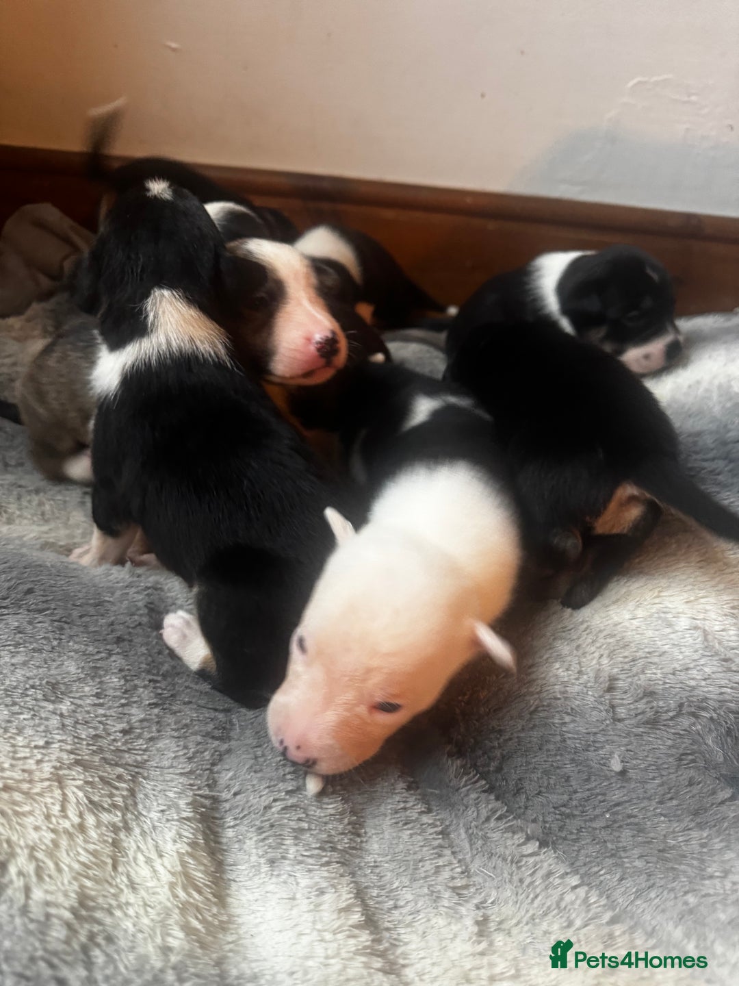 Mixed Breed dogs for sale: Pups for sale  - Advert 8