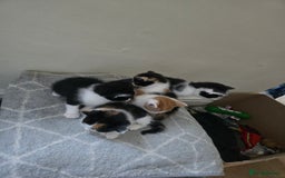Domestic Shorthair cats for sale: Kittens  - Image 8