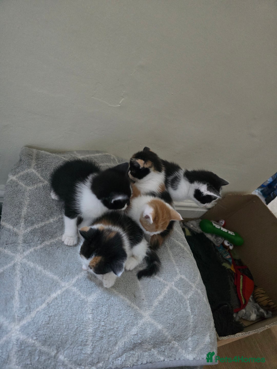 Domestic Shorthair cats for sale: Kittens  - Image 8