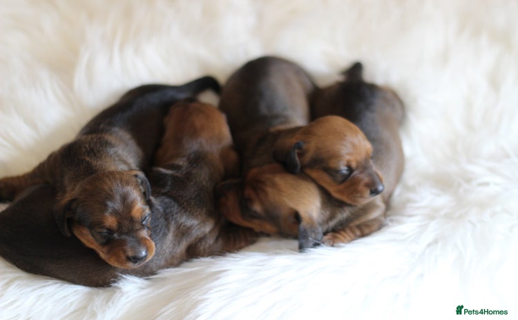 Miniature Dachshund dogs - Advert 14