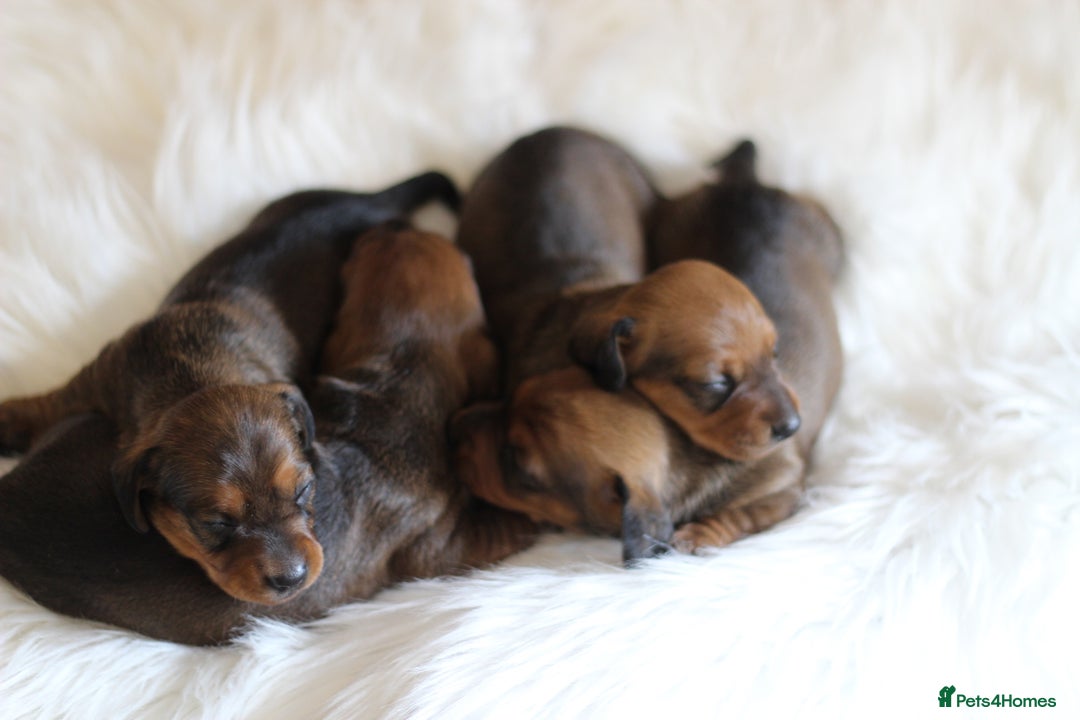 Miniature Dachshund dogs for sale: Champion Sired Show Quality Shaded Red Boys  - Image 1