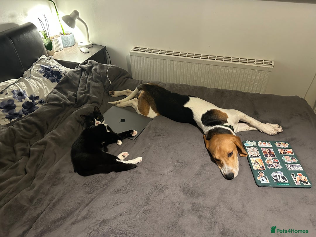 Beagle dogs for sale: Beagle - 8 months  - Advert 4