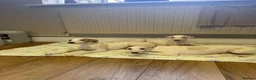 Whippet dogs for sale: 2 Left!!!! gorgeous whippet puppies 🐶  in Bury Saint Edmunds - Advert 1