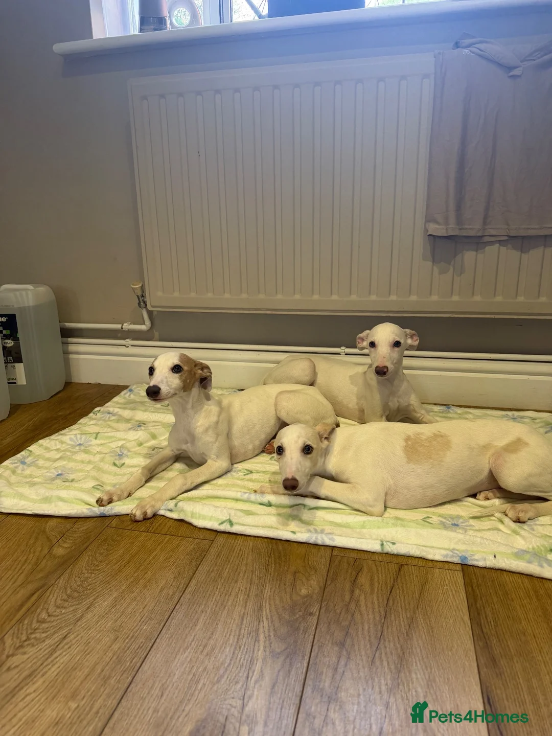 Whippet dogs for sale: 2 Left!!!! gorgeous whippet puppies 🐶  in Bury Saint Edmunds - Advert 1