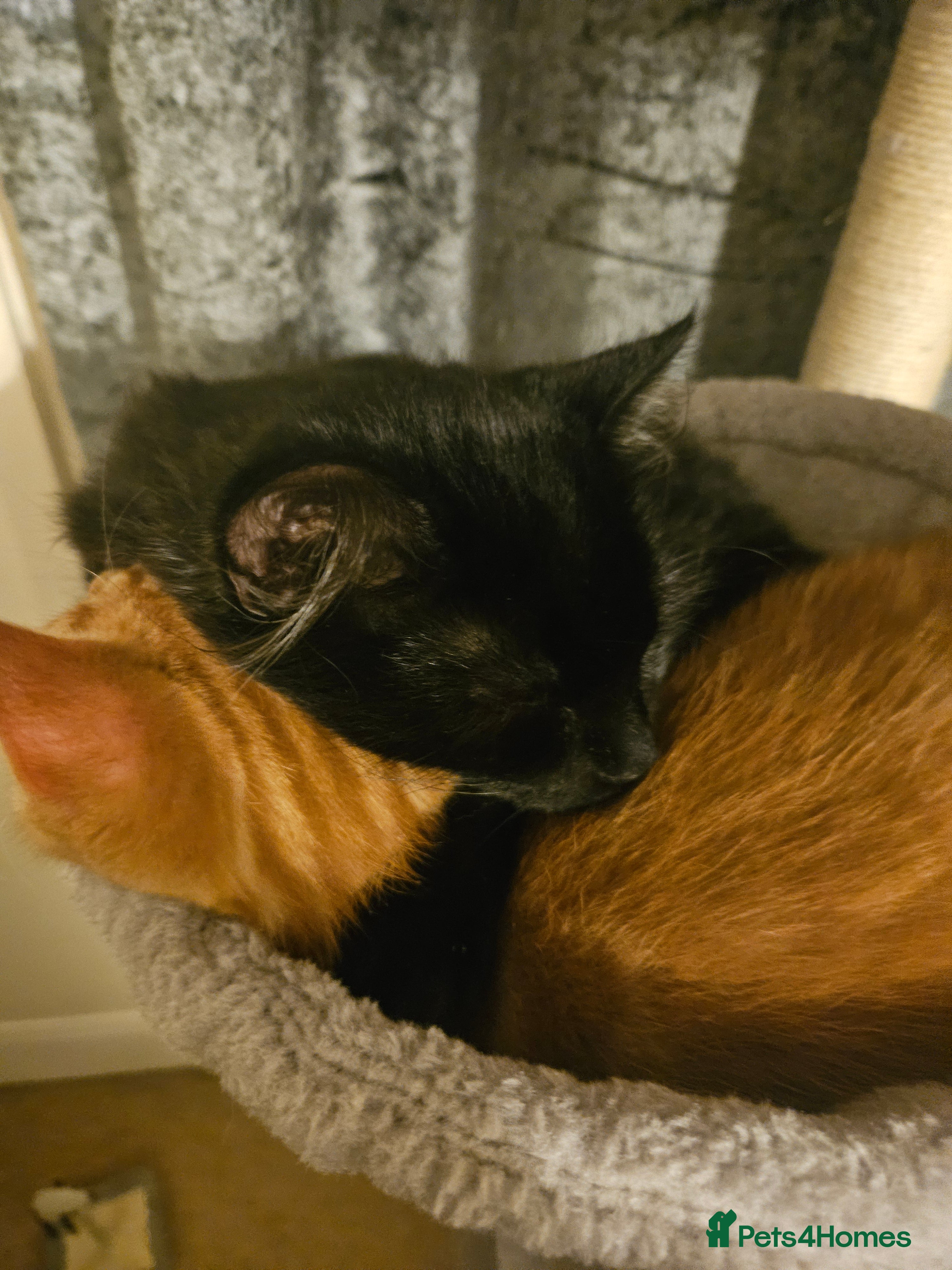 British Longhair cats Two bonded Kittens that love kids, people, dogs - Advert 2