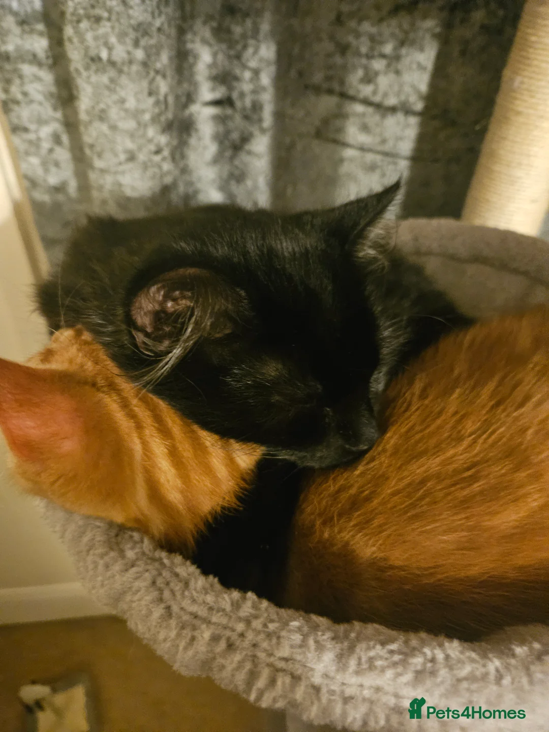 British Longhair cats for sale: Two bonded Kittens that love kids, people, dogs in Clynderwen - Advert 1