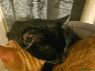 British Longhair cats Two bonded Kittens that love kids, people, dogs - Advert 1