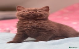 British Shorthair cats for sale: Chocolate solid Ticked boy CH parents  - Image 3