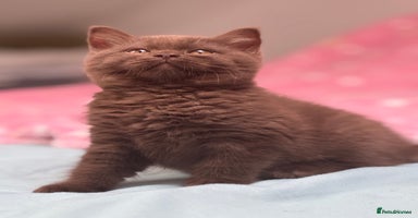 British Shorthair cats - Advert 5
