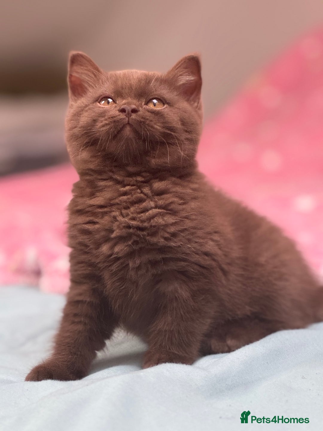 British Shorthair cats for sale: Chocolate solid Ticked boy CH parents  - Image 3