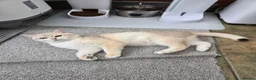 British Shorthair cats for stud: Blue Gold British cat Sapphire invites queen - Advert 1