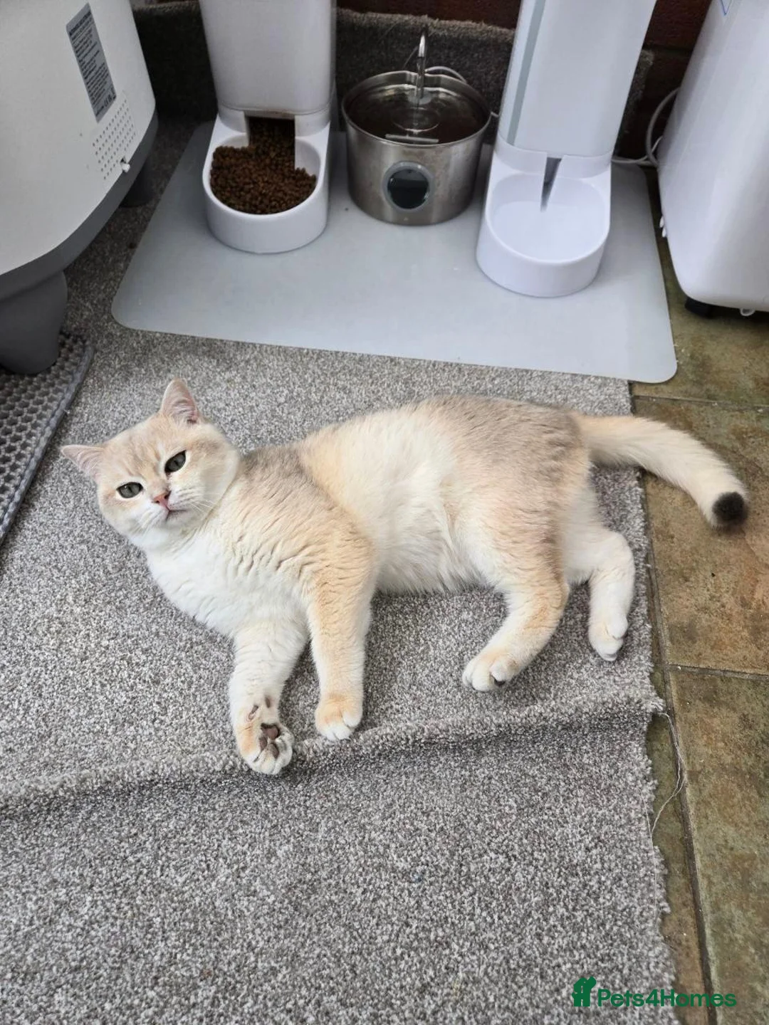 British Shorthair cats for stud: Blue Gold British cat Sapphire invites queen - Advert 1