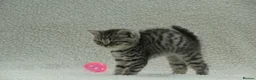 British Shorthair cats for sale: Gccf registered British Shorthair silver tabby's  - Advert 10