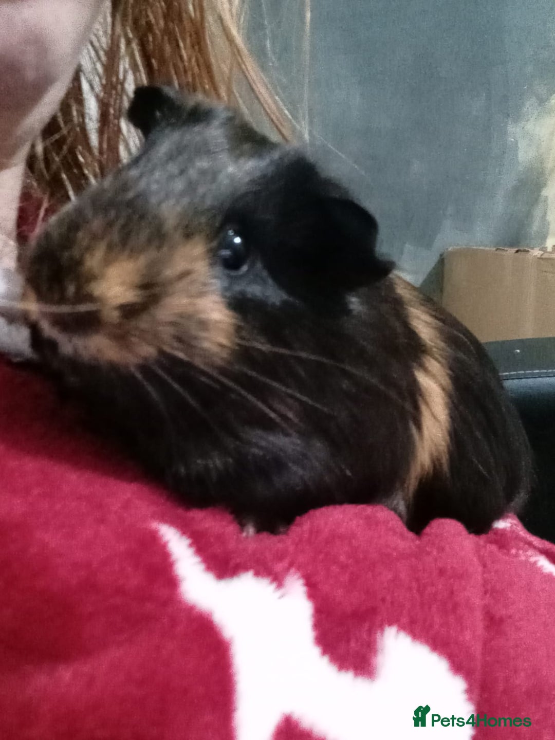 Guinea Pig rodents for sale: 2 guinea pigs and full set up to a loving home - Advert 10