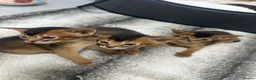 Abyssinian cats for sale: Champion parents amazing kittens  - Advert 13