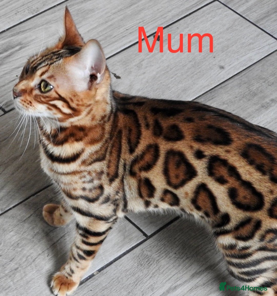 Bengal cats for sale: 6 Gorgeous Bengals kittens ready for reservation  - Image 25