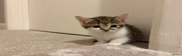 Mixed Breed cats for sale: Beautiful Kittens for sale in Reading - Advert 6