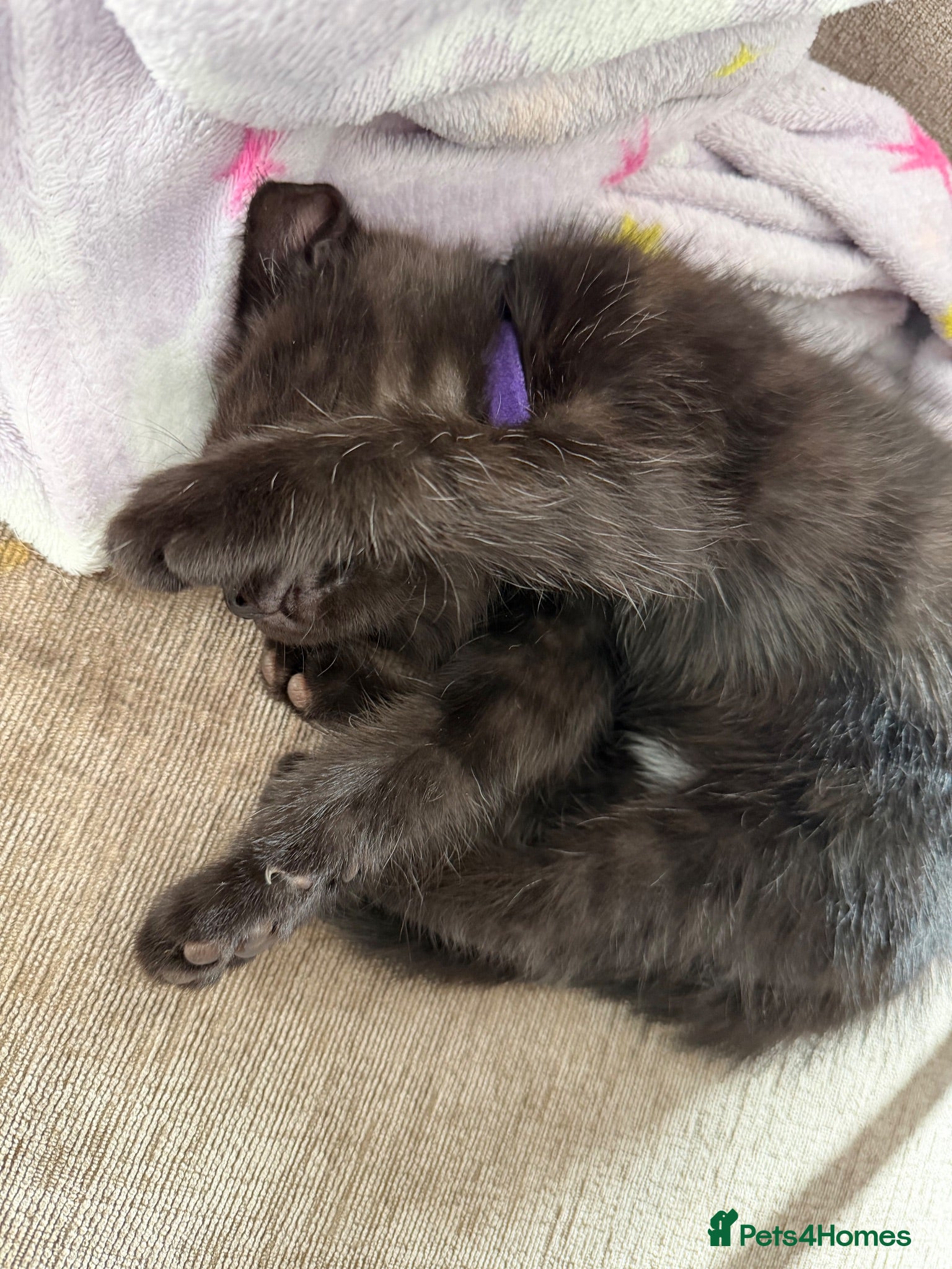 Mixed Breed cats Kittens 🐱  - Advert 1