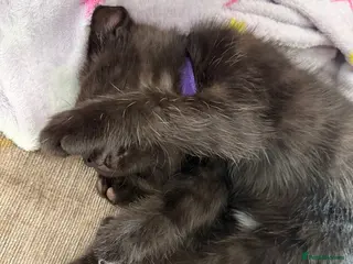 Mixed Breed cats Kittens 🐱 - Advert 1