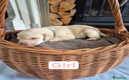 Labrador Retriever dogs for sale: Chunky Labrador retriever pups for sale - Image 11