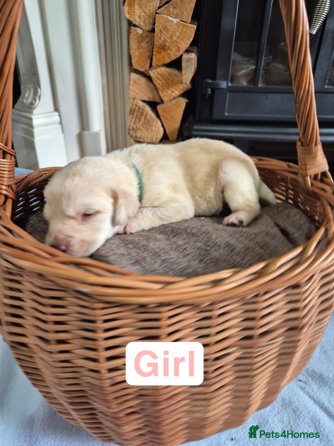 Labrador Retriever dogs for sale: Chunky Labrador retriever pups for sale - Image 11