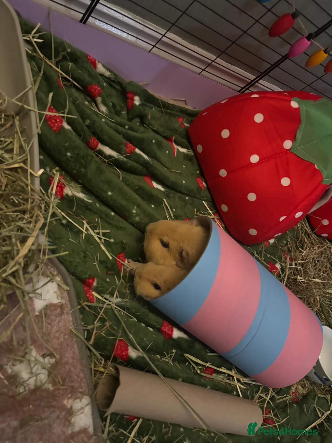 Guinea Pig rodents for sale: Guinea pigs and full set up  - Advert 13