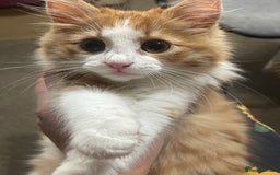 European cats for sale: Nice cat - Image 1