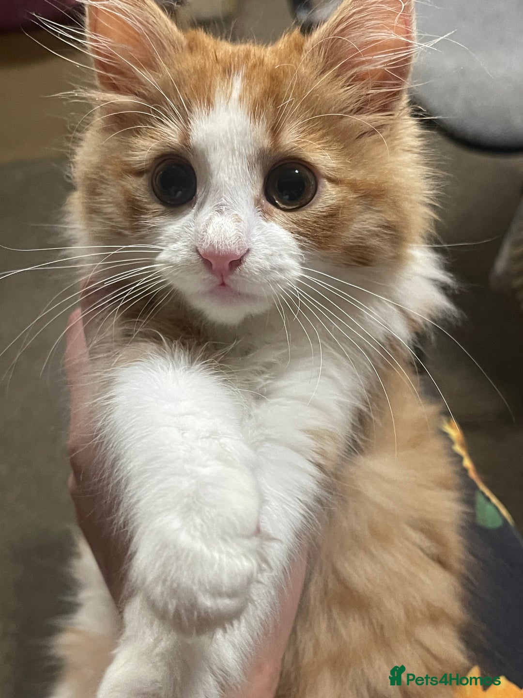 European cats for sale: Nice cat - Image 1