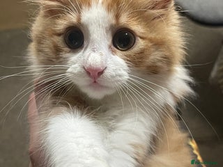 European cats for sale - Advert 1