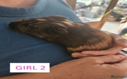 Guinea Pig rodents for sale: Female Guinea Pigs For Sale - Image 4