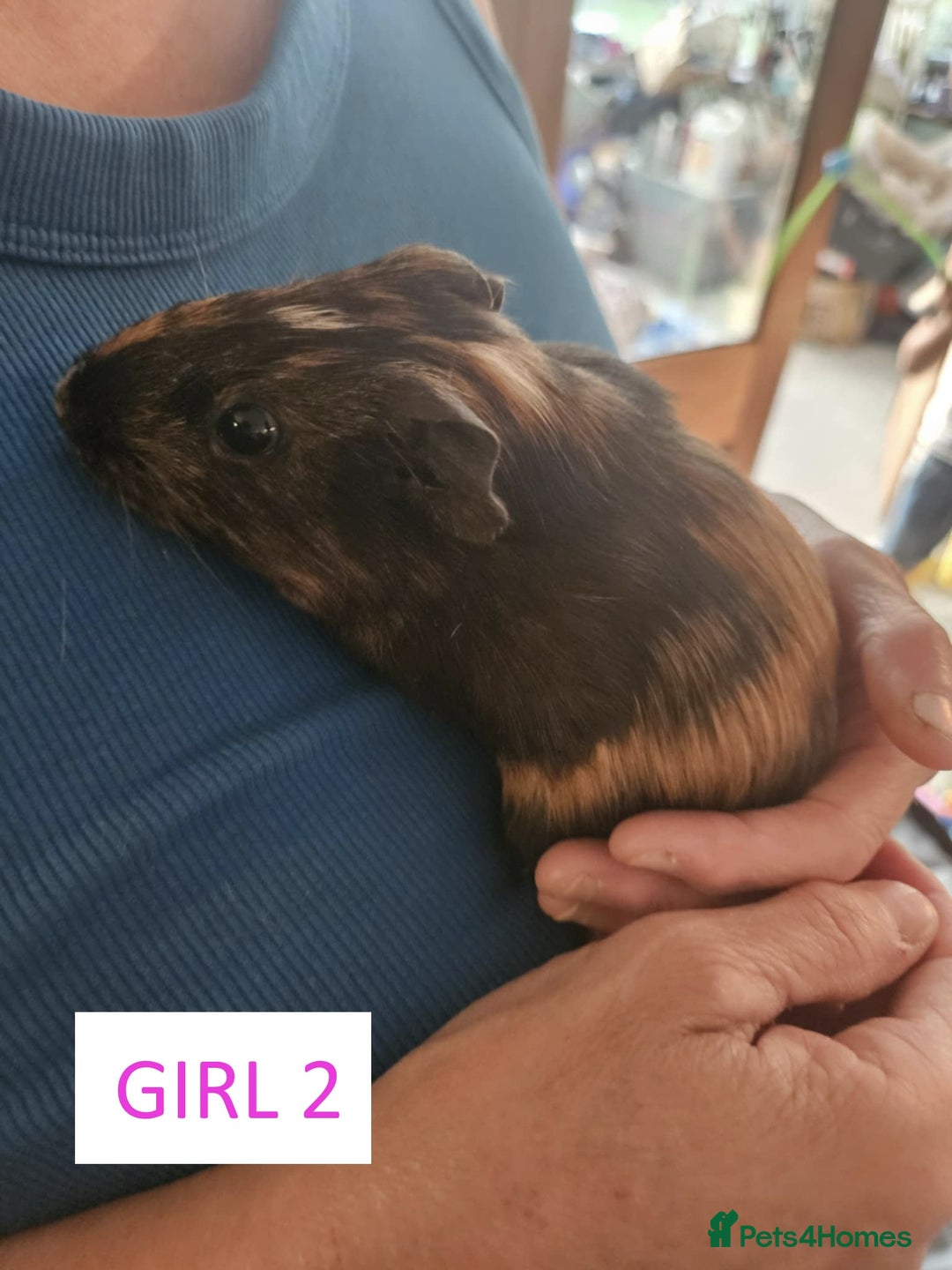 Guinea Pig rodents for sale: Female Guinea Pigs For Sale - Image 4