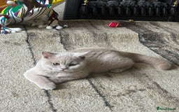 British Shorthair cats for sale: One Girl available - GCCF Beautiful Chunky BSH  in Salisbury - Image 18