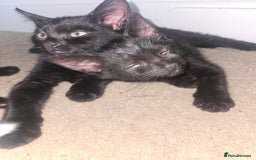 Mixed Breed cats for sale: Kittens ready now! Fully litter trained :)  - Image 4