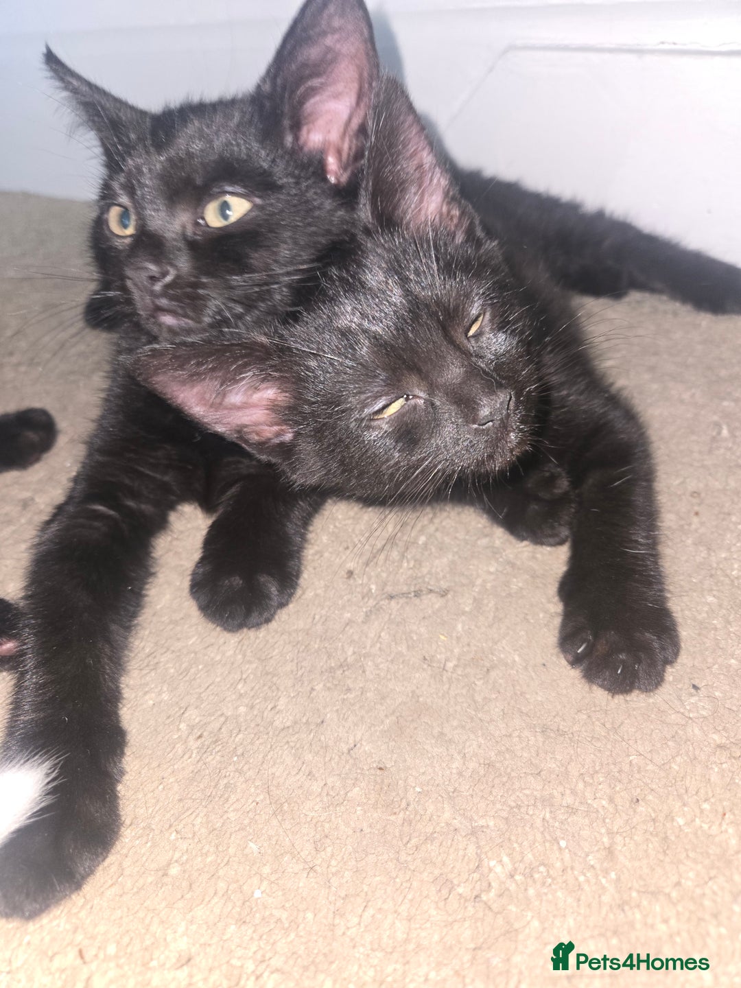 Mixed Breed cats for sale: Kittens ready now! Fully litter trained :)  - Image 4