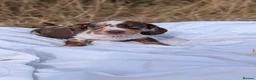 Miniature Dachshund dogs for sale: Beautiful Dachshund puppies in Ashbourne - Advert 13