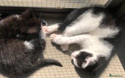 Domestic Shorthair cats for sale:  classic black and white kittens - Image 6