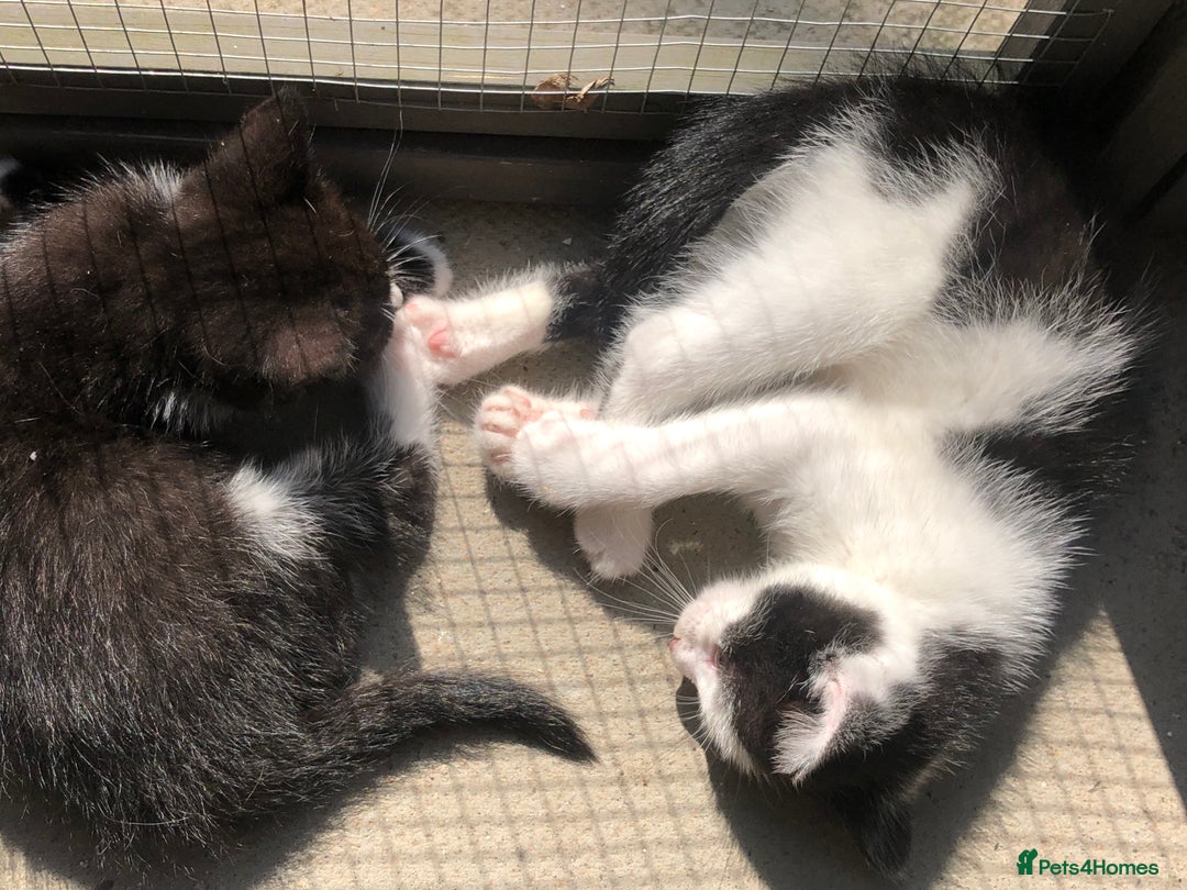 Domestic Shorthair cats for sale:  classic black and white kittens - Image 6