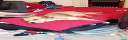 Mixed Breed dogs for sale: Husky Cross Looking for His Forever Home - Advert 2