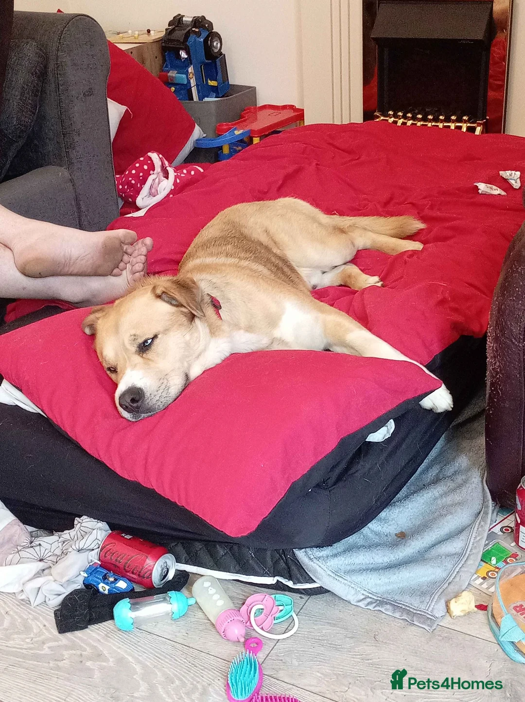 Mixed Breed dogs for sale: Husky Cross Looking for His Forever Home - Advert 2