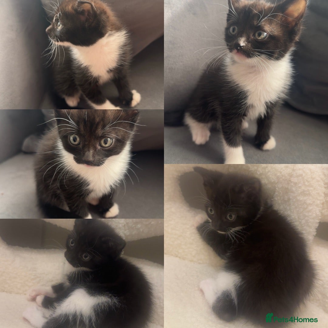 Mixed Breed cats Stunning longhaired female  - Advert 18