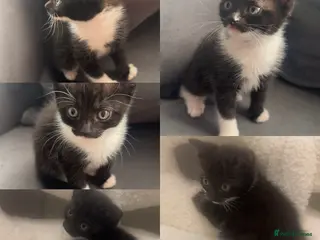 Mixed Breed cats Stunning longhaired female - Advert 18