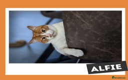 Mixed Breed cats for adoption: Your yin and yang! - Image 2