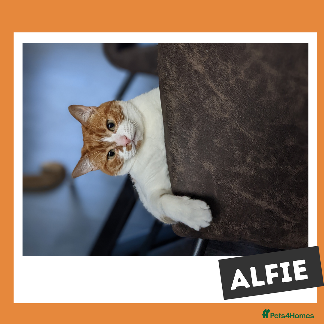 Mixed Breed cats for adoption: Your yin and yang! - Image 2